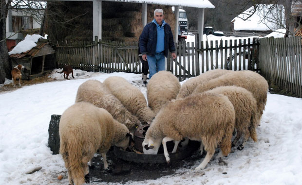 Основали 48 фарми оваца